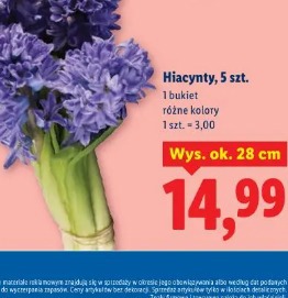 Hiacynty, 5 szt.