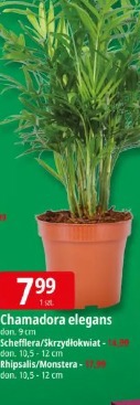 Chamadorea elegans Gasa