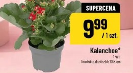 Kalanchoe
