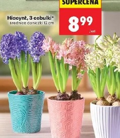 Hiacynt, 3 cebulki