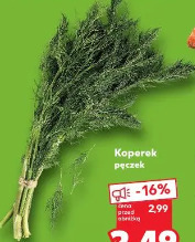 Koperek pęczek