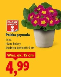 Polska prymula