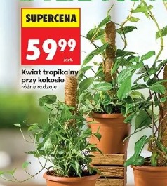 Kwiat tropikalny przy kokosie