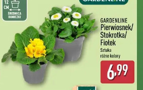 Gardenline Pierwiosnek/Stokrotka/Fiotek