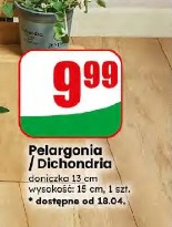 Pelargonia / Dichondria