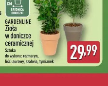 Gardenline Zioła w doniczce ceramicznej