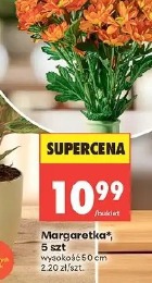 Margaretka, 5 szt