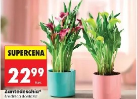 Zantedeschia