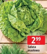 Sałata masłowa