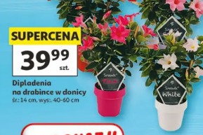 Dipladenia na drabince w donicy