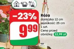 Róża