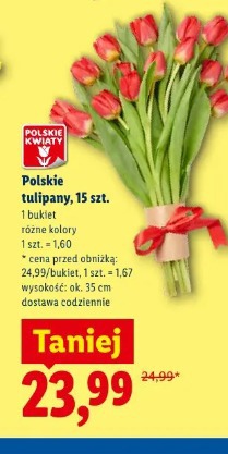 Polskie tulipany, 15 szt.