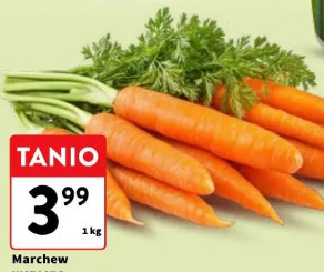 Marchew wczesna