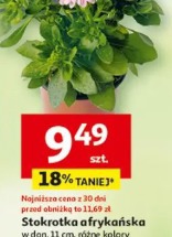 Stokrotka afrykańska