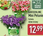 Gardenline Mini Petunie