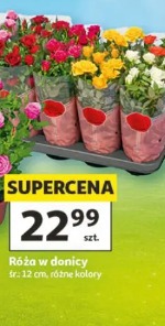 Róża w donicy