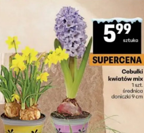 Cebulki kwiatów mix