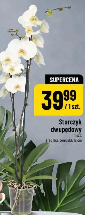 Storczyk dwupędowy