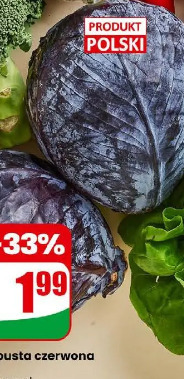 Kapusta czerwona