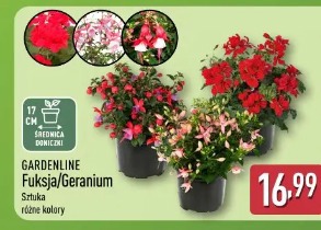 Gardenline Fuksja/Geranium