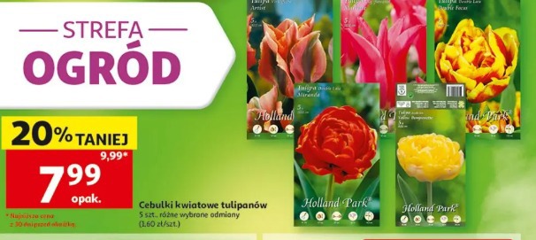 Cebulki kwiatowe tulipanów