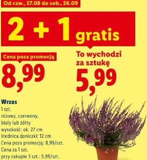 Wrzos
