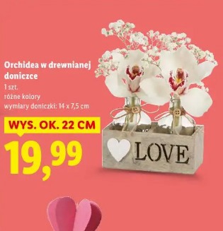 Orchidea w drewnianej doniczce