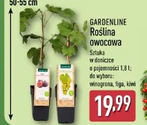Gardenline Roślina owocowa
