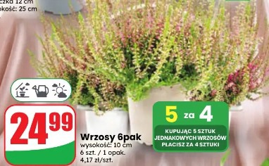 Wrzosy 6pak