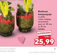 Roślinna kompozycja w szkle