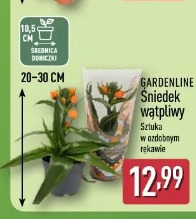 Gardenline Śnieżek wątpliwy