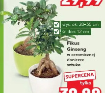 Fikus Ginseng w ceramicznej doniczce
