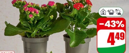 Kalanchoe