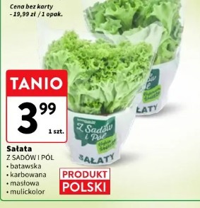 Sałata Z Sadów i Pól