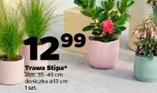 Trawa Stipa