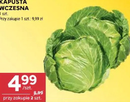 Kapusta wczesna