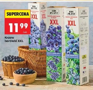 Krzew borówki XXL