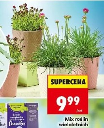 Mix roślin wieloletnich