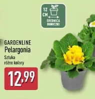 Gardenline Pelargonia Sztuka różne kolory