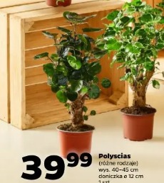 Polyscias