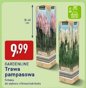 GARDENLINE Trawa pampasowa