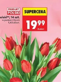 Tulipan polski