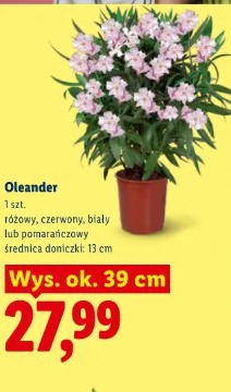 Oleander