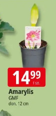 Amarylis GMF