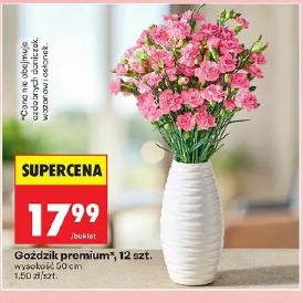 Goździk premium, 12 szt.