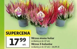 Wrzos mono kolor