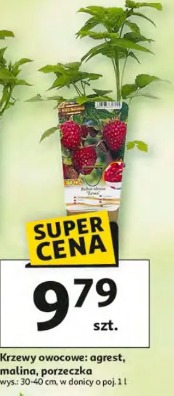 Krzewy owocowe: agrest, malina, porzeczka