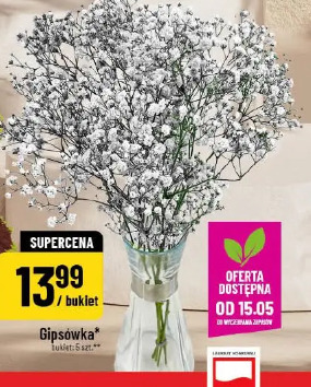 Gipsówka