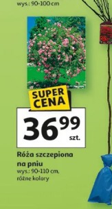 Róża szczepiona na pniu