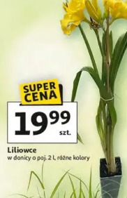 Liliowce